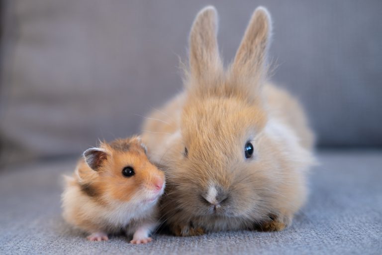 Hamster und Kaninchen